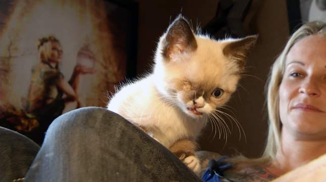 Одноглазый котёнок-пират, Sir Stuffington