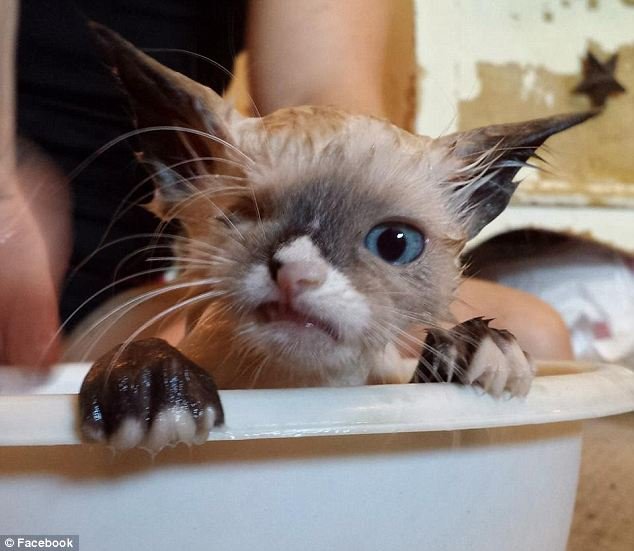 Одноглазый котёнок-пират, Sir Stuffington