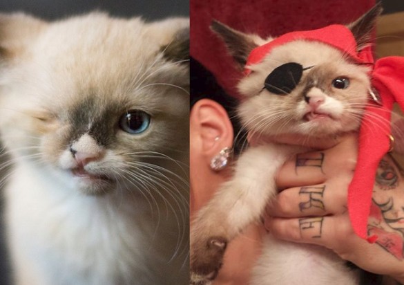 Одноглазый котёнок-пират, Sir Stuffington