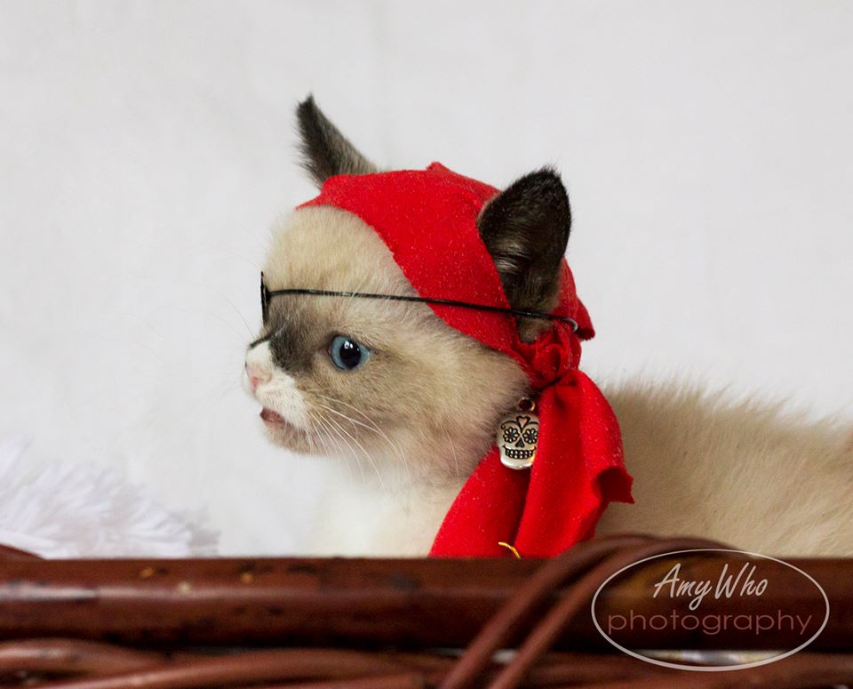 Одноглазый котёнок-пират, Sir Stuffington