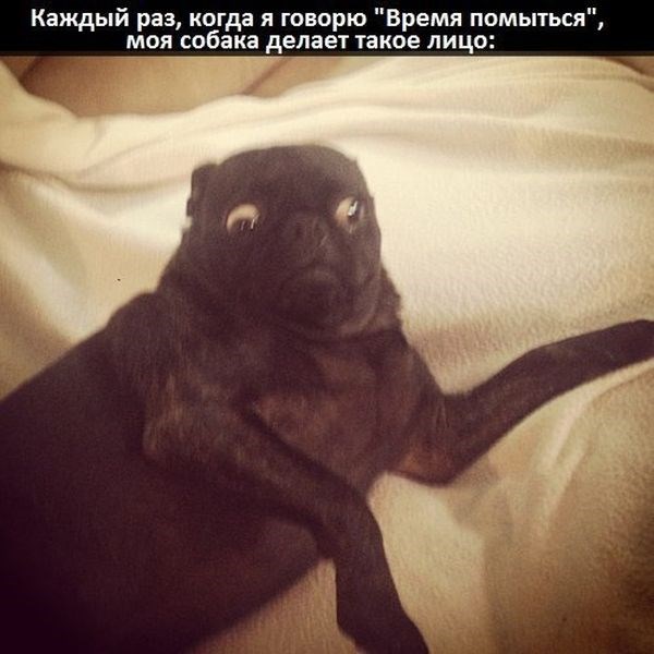 смешные картинки,прикольные картинки,юмор