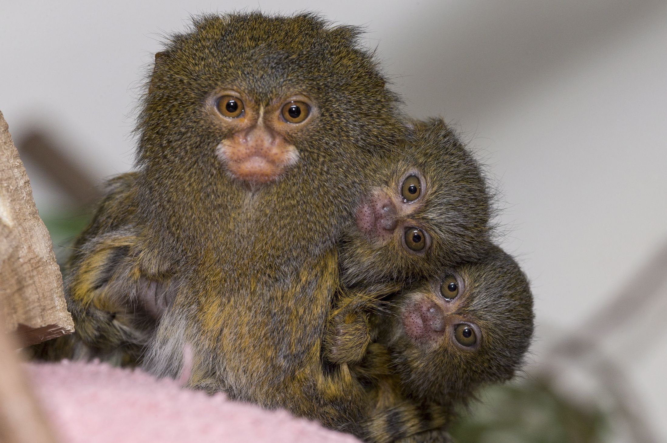 Лучшие, фотографии животных, за неделю
