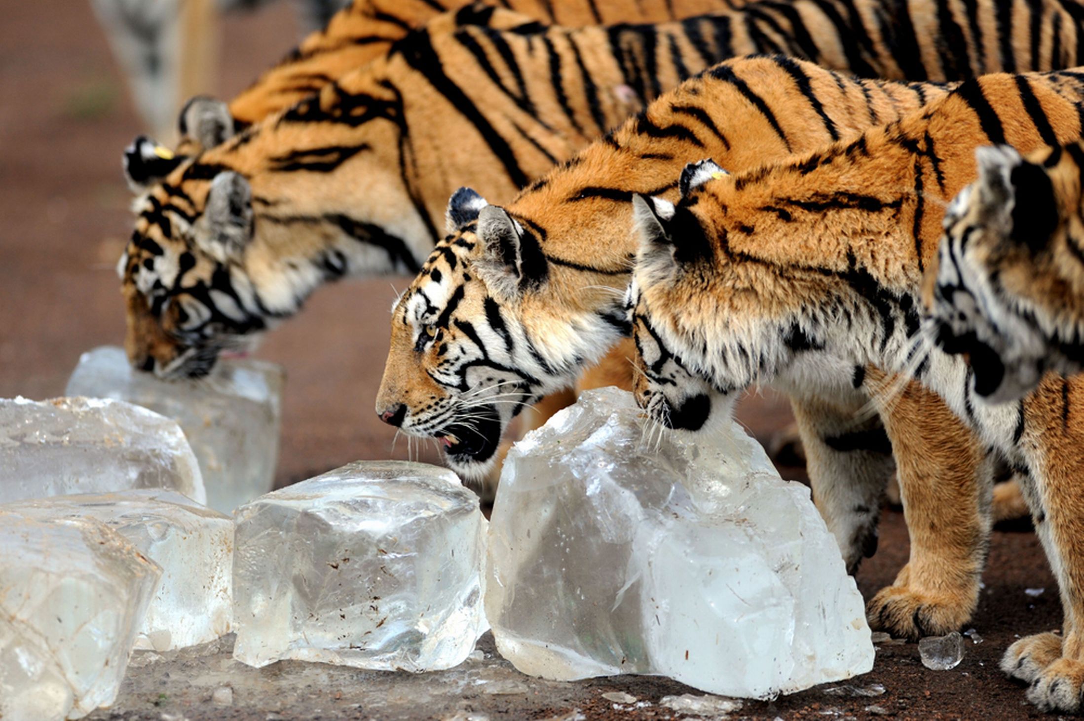 Лучшие, фотографии животных, за неделю