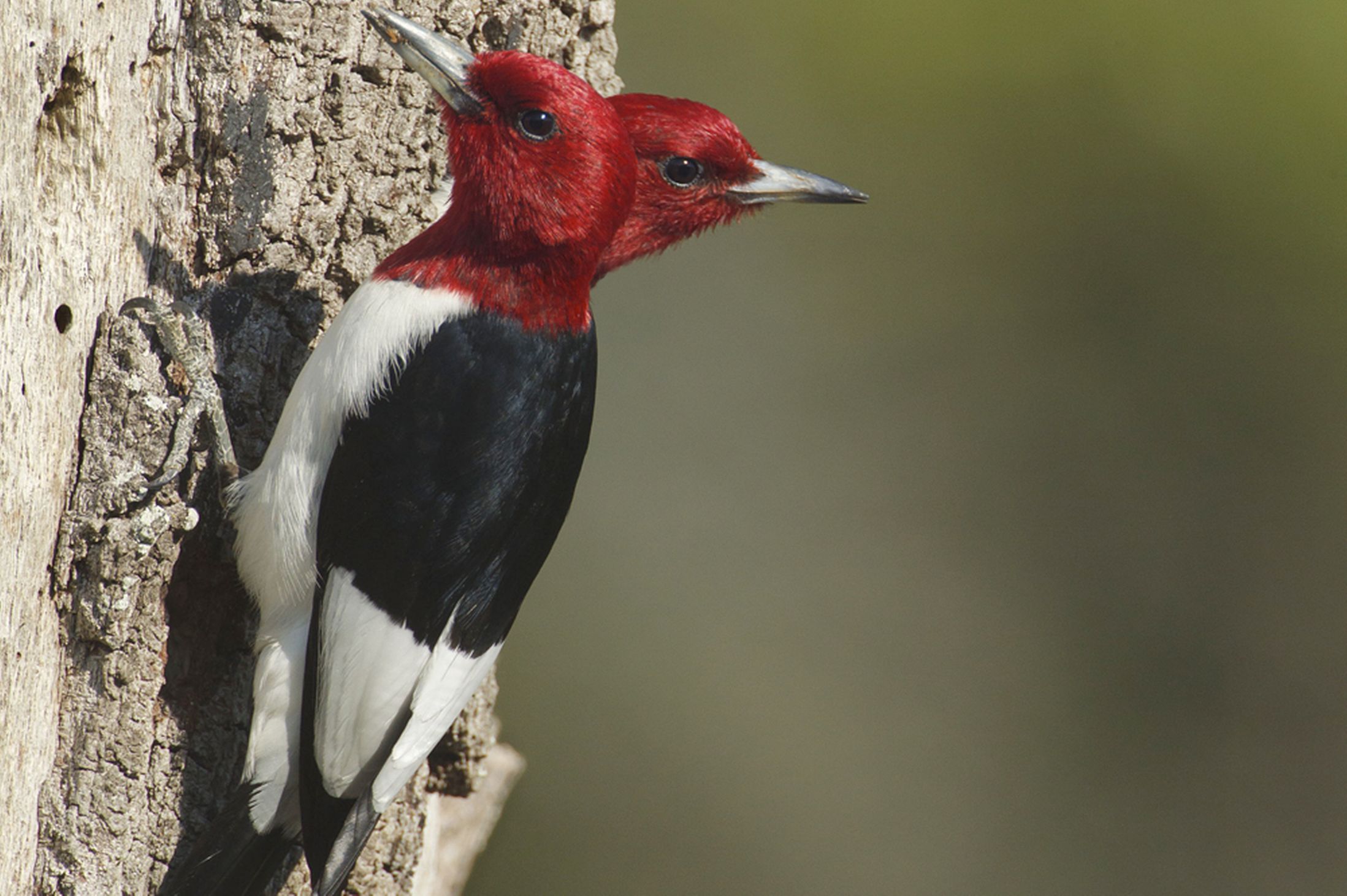 Лучшие, фотографии животных, за неделю