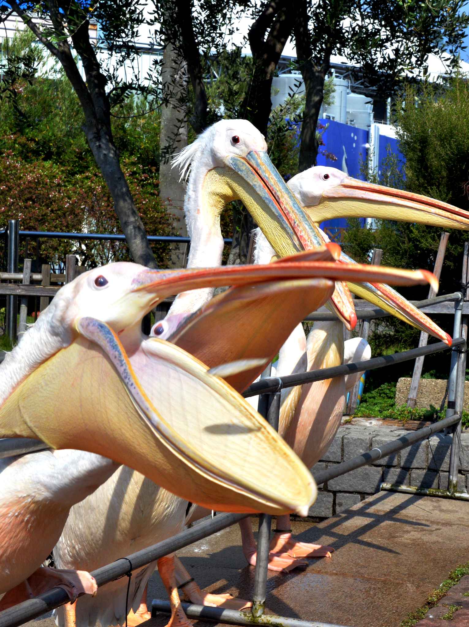 Лучшие, фотографии животных, за неделю