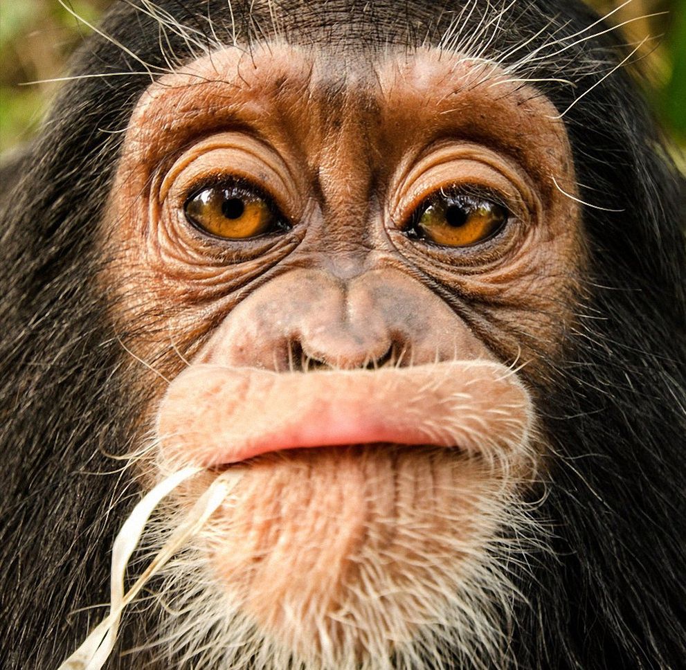 Работы участников фотоконкурса National Geographic