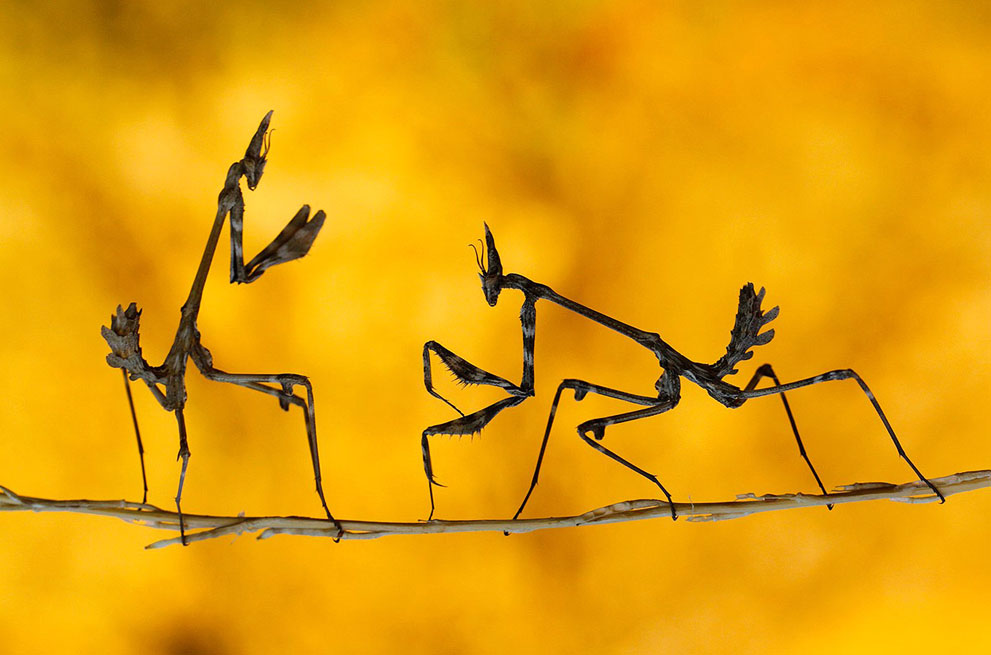 Работы участников фотоконкурса National Geographic