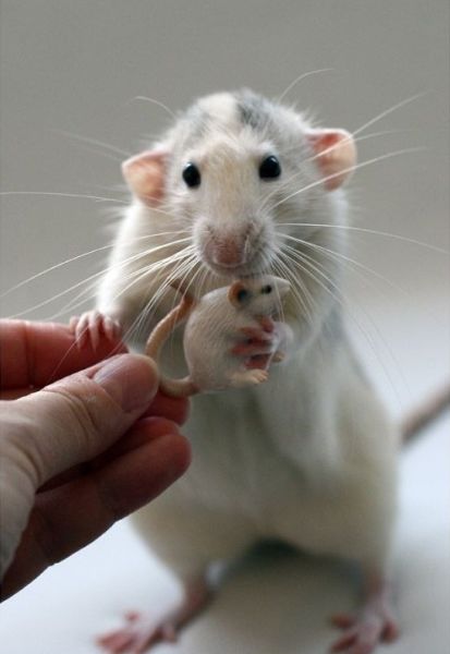 Жизнь в миниатюре, милые, уменьшенные, копии, интересных, вещей