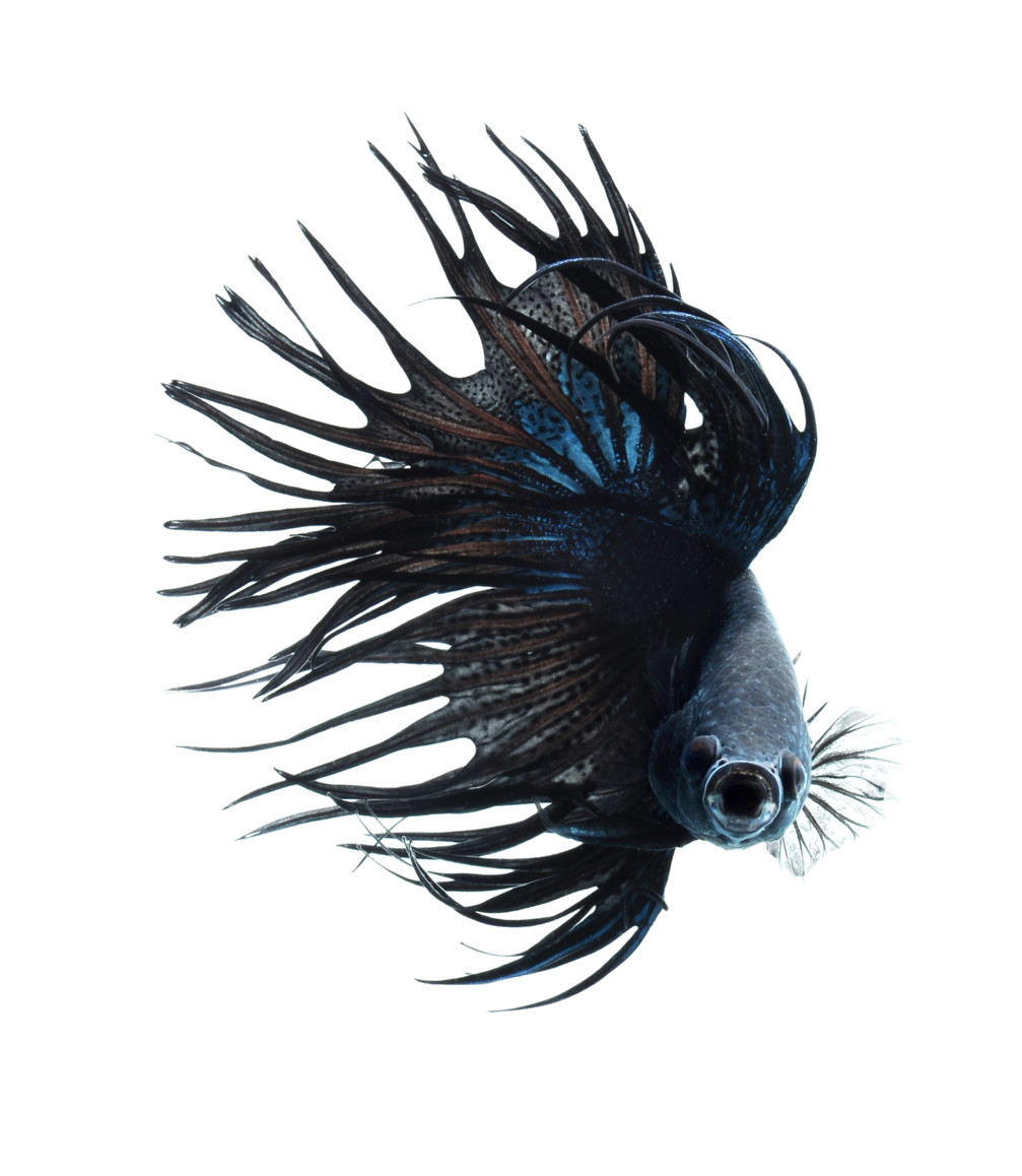 Сиамские бойцовые рыбки, фотограф, Визарут Ангкатаванич, Visarute Angkatavanich