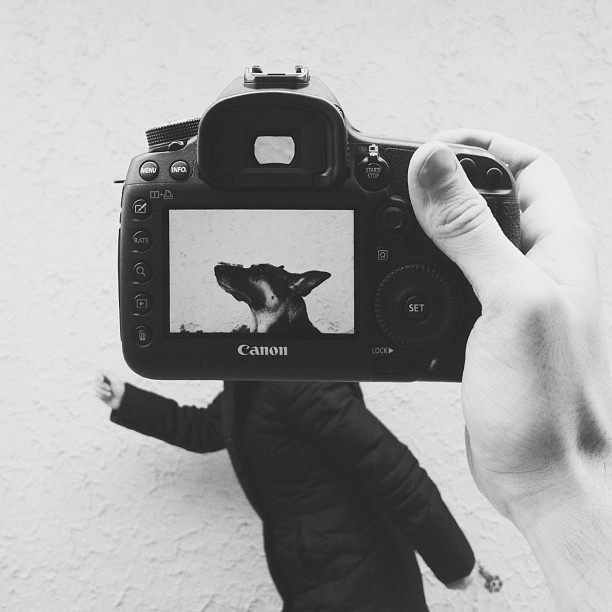 Захари Rose, Instagram-фотограф, фотопроект, животные копии хозяев