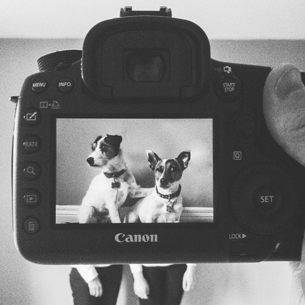 Захари Rose, Instagram-фотограф, фотопроект, животные копии хозяев