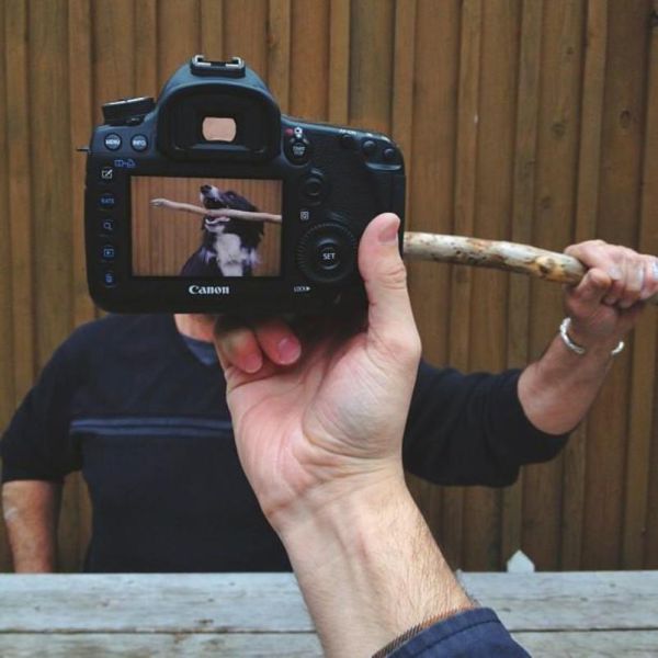 Захари Rose, Instagram-фотограф, фотопроект, животные копии хозяев