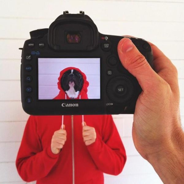 Захари Rose, Instagram-фотограф, фотопроект, животные копии хозяев