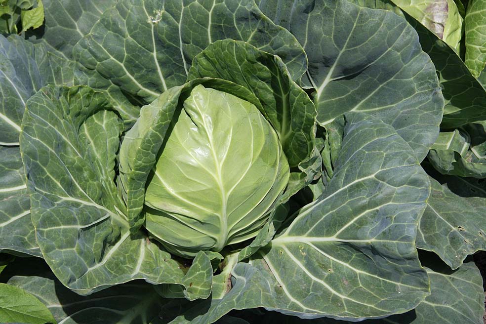 продукты ускоряющие обмен веществ, для сжигания жира 