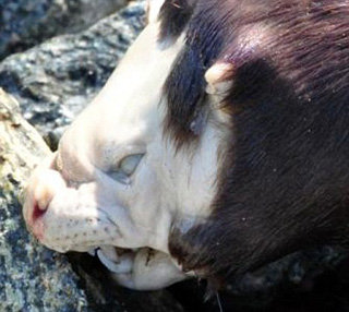 загадочные трупы, животные, инопланетяне, найденные,  последние 100 лет, история, мистика, монстры, трунко, педро, люба