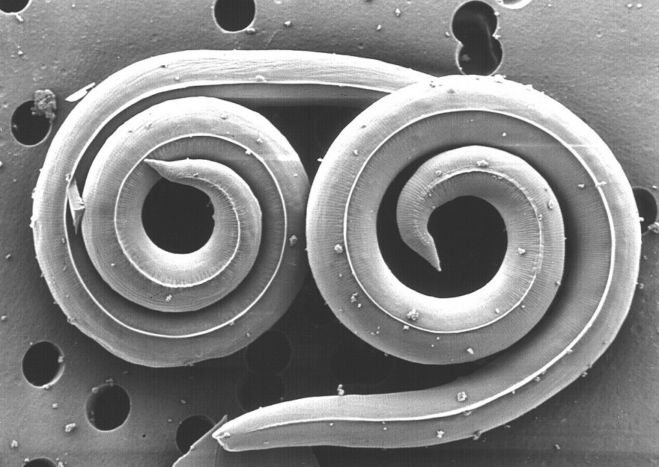 опасные насекомые, самые опасные насекомые планеты 