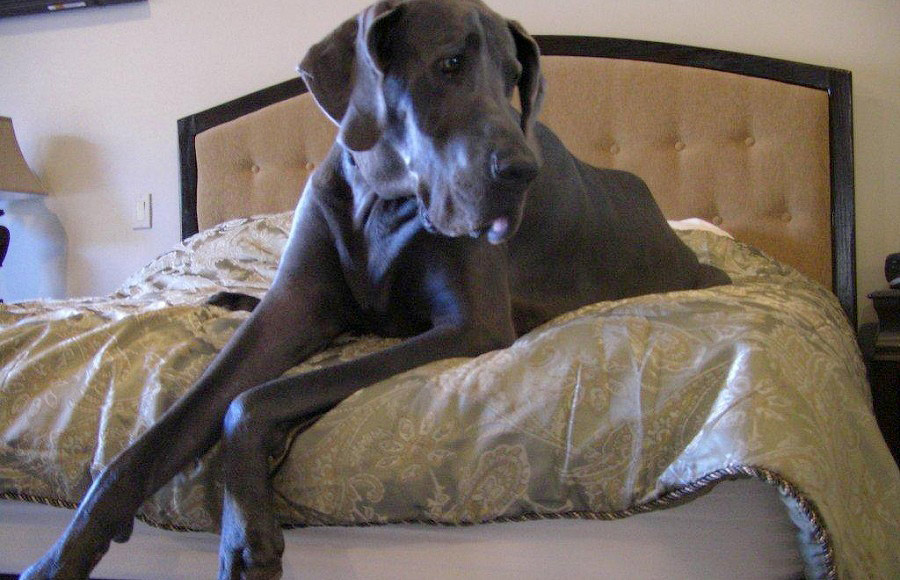 США, умерла, собака-великан,немецкий дог, Гигантский Джордж, giant george