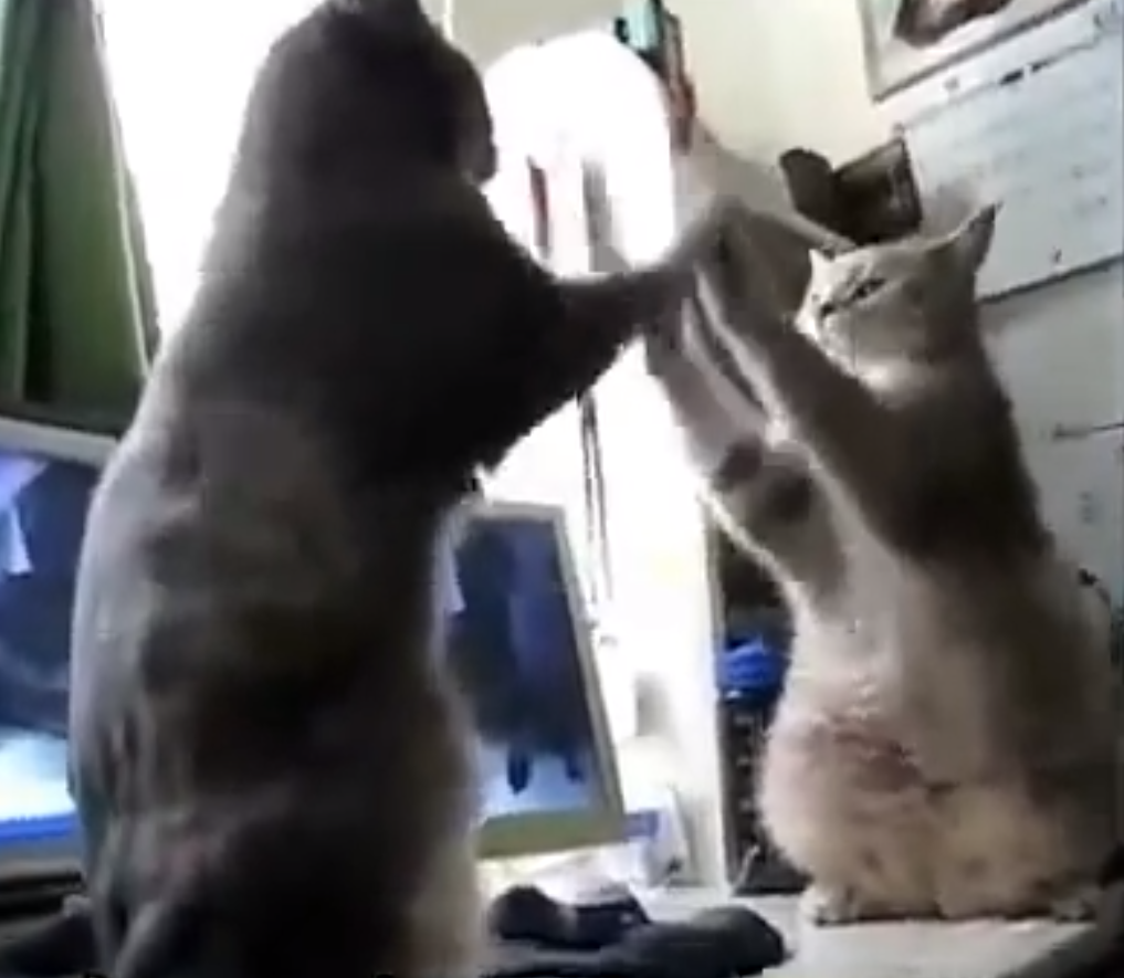 Как, коты, кошки, играют в ладушки