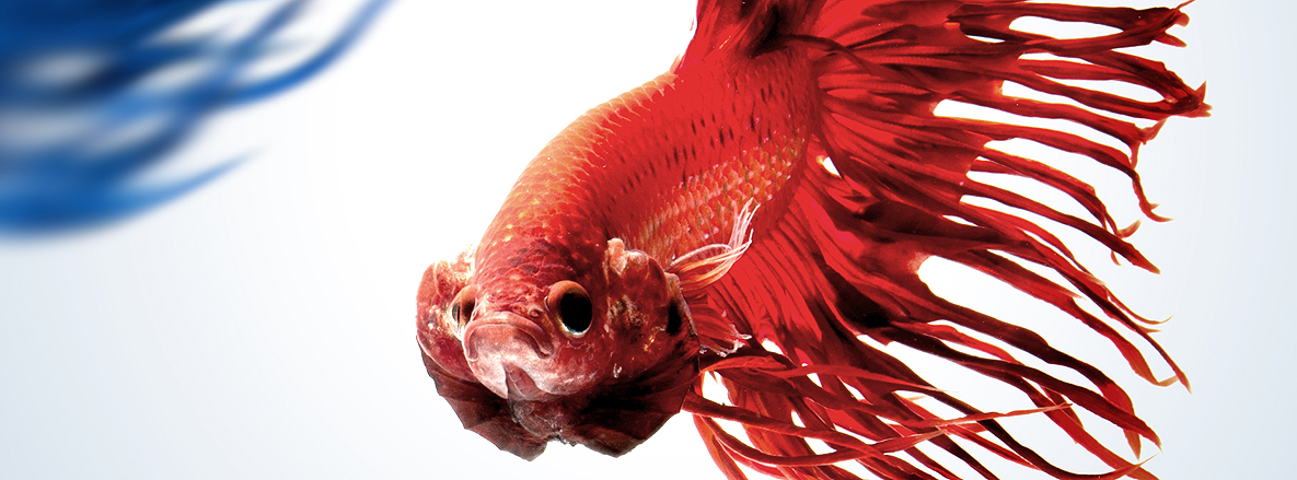 Сиамские бойцовые рыбки, фотограф, Визарут Ангкатаванич, Visarute Angkatavanich