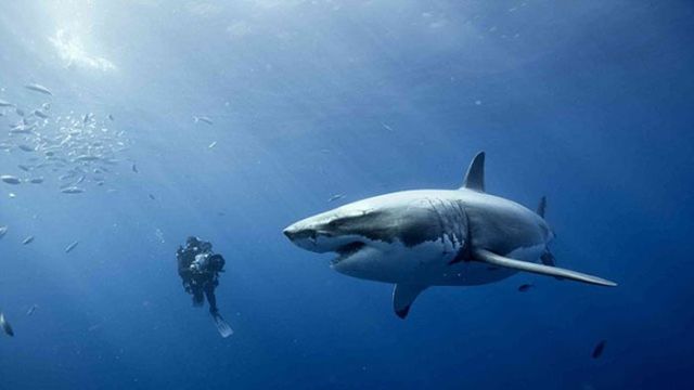 Люди, экстремалы, ничего не боятся, экстрим