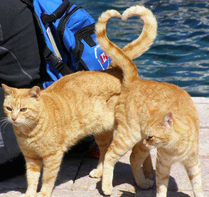 фотоиллюзии,лучшие, самые, показалось