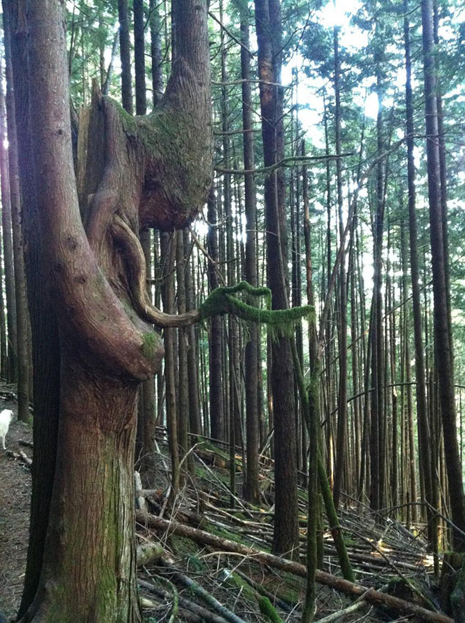 фотоиллюзии,лучшие, самые, показалось