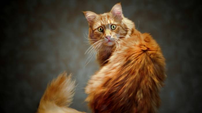 тест Роршаха,клякса