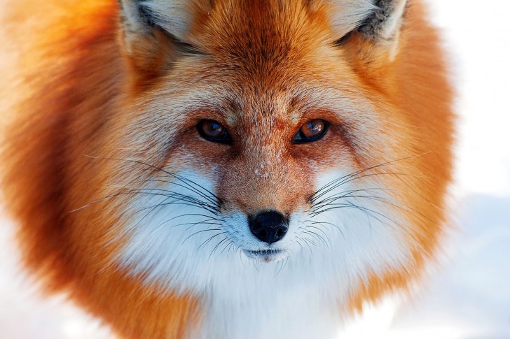 тест Роршаха,клякса