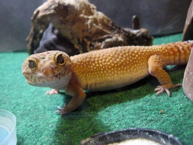 геккон, ящерица, рептилия