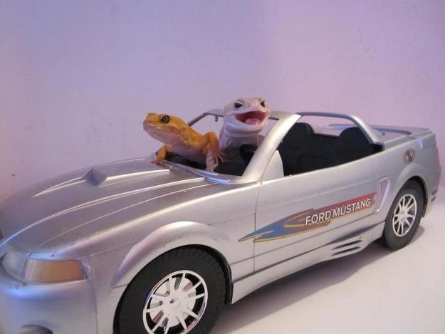 геккон, ящерица, рептилия