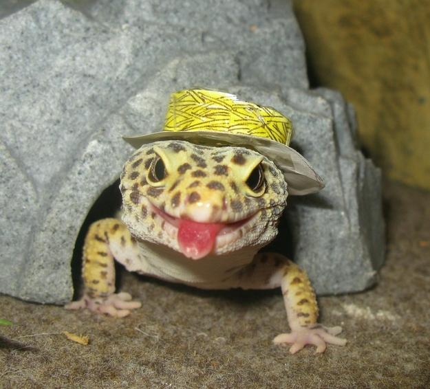 геккон, ящерица, рептилия