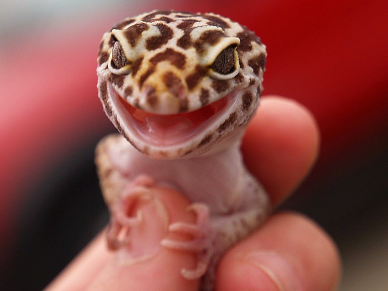 геккон, ящерица, рептилия