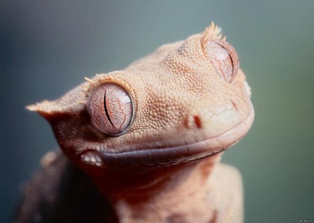 геккон, ящерица, рептилия