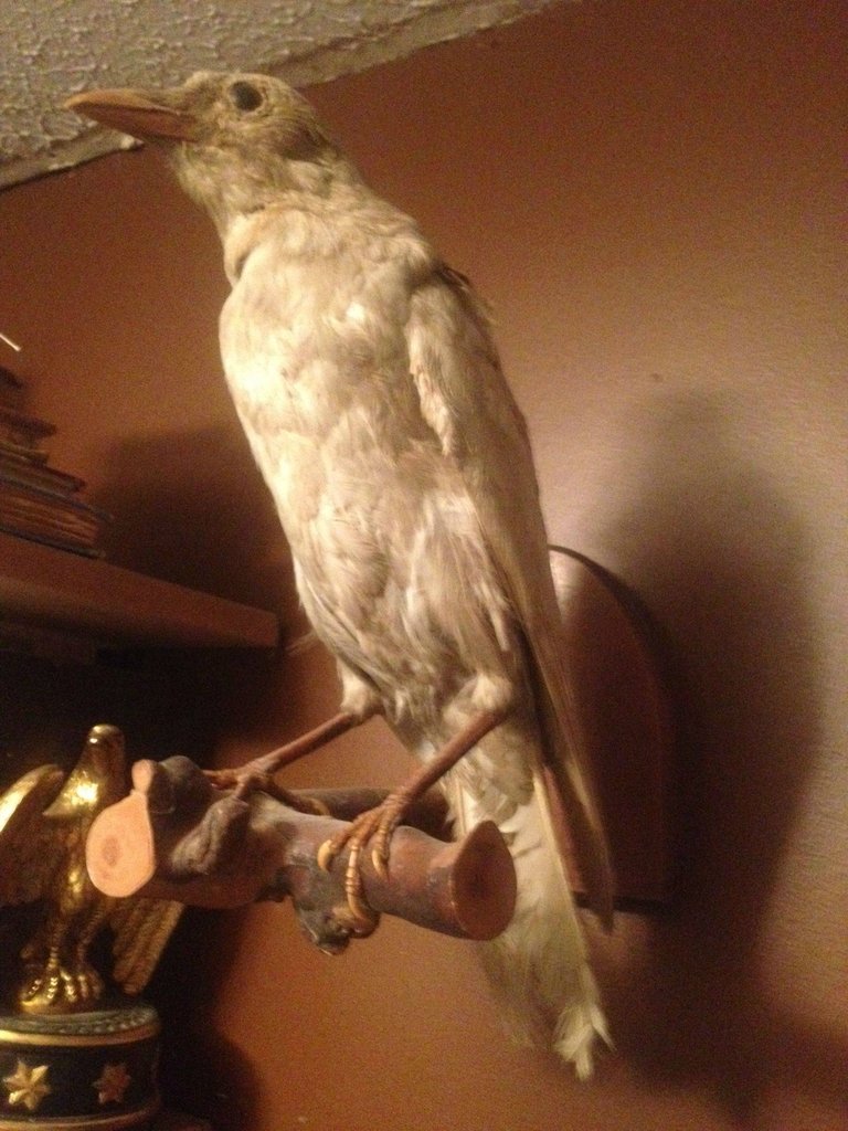 Коллекция жутких вещей одного странного человека danthoms, жуткая коллекция, коллекционер, странные вещи