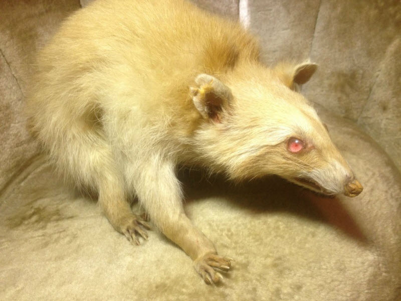 Коллекция жутких вещей одного странного человека danthoms, жуткая коллекция, коллекционер, странные вещи