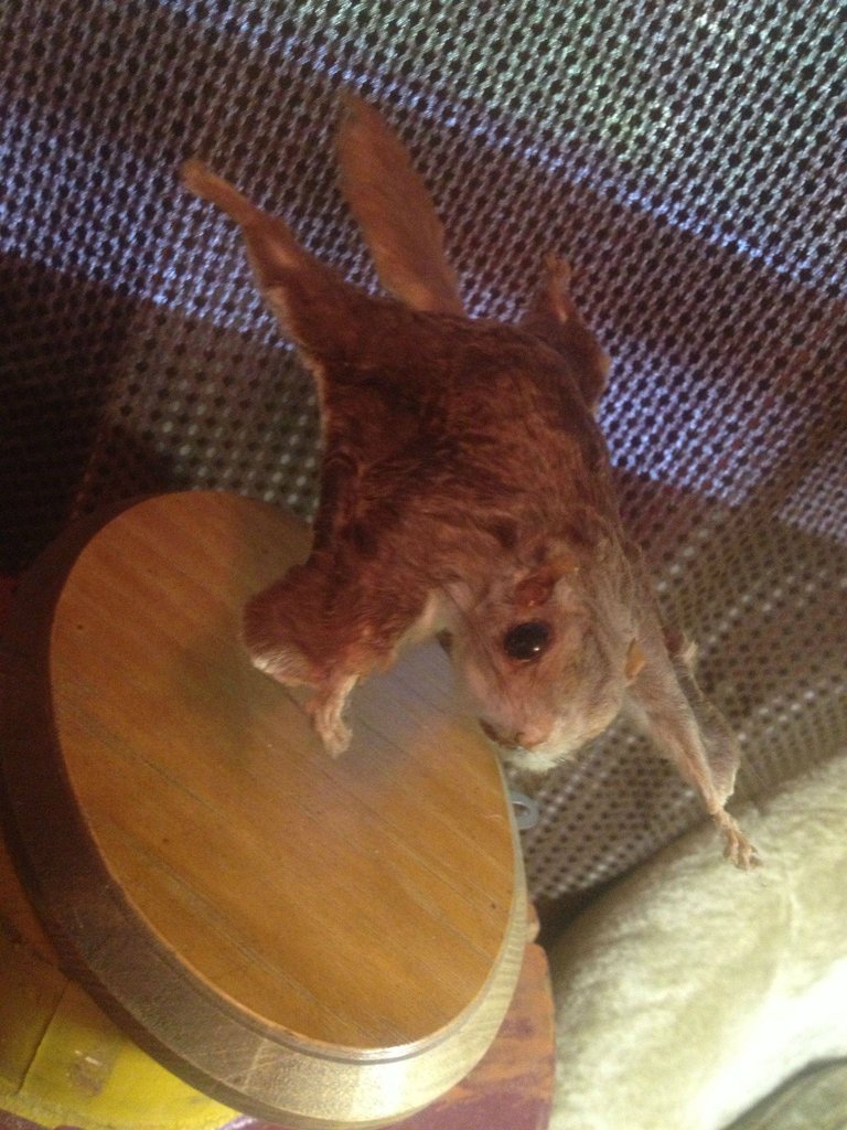 Коллекция жутких вещей одного странного человека danthoms, жуткая коллекция, коллекционер, странные вещи