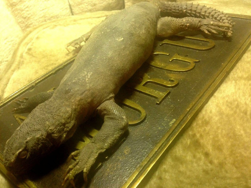 Коллекция жутких вещей одного странного человека danthoms, жуткая коллекция, коллекционер, странные вещи