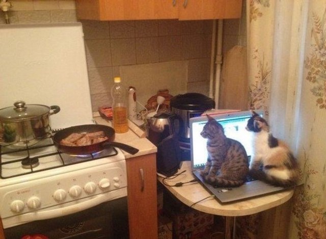 Позитив,юмор, смешные фотографии,смех,прикол