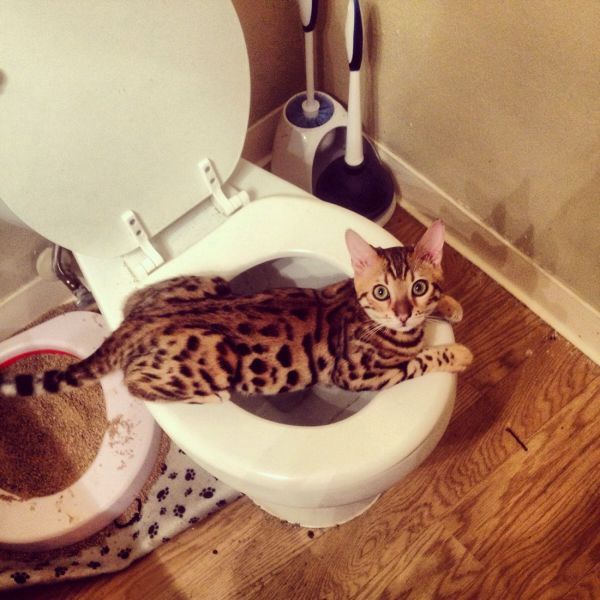 Позитив,юмор, смешные фотографии,смех,прикол