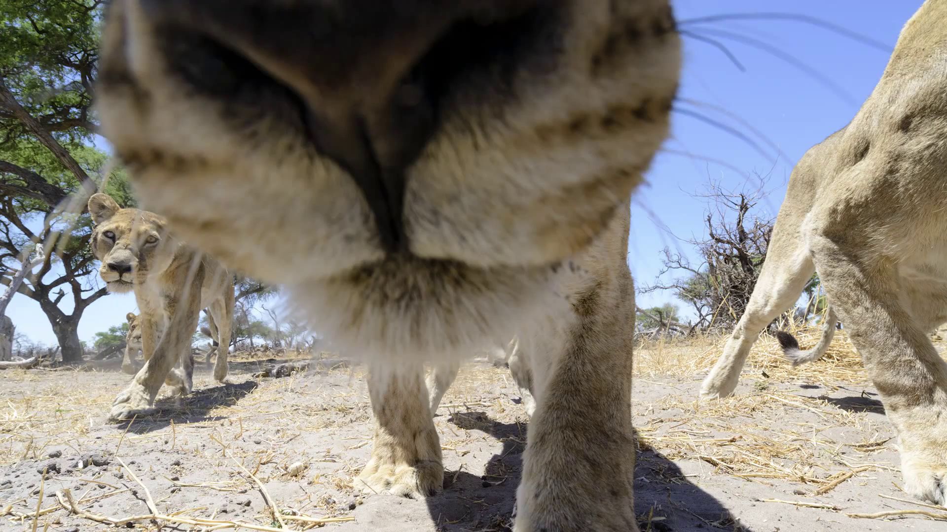Львы крупным планом или как правильно дразнить львов Львы, крупным планом, Ботсвана, фотограф, МакЛеннан, Chris McLennan