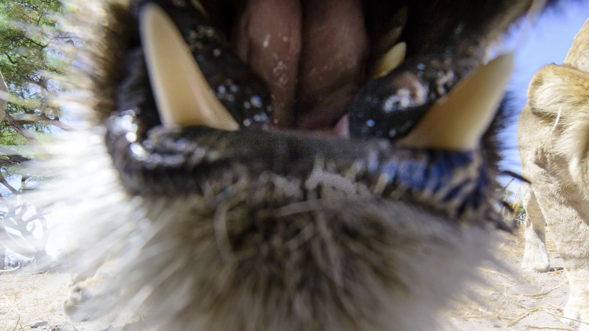 Львы крупным планом или как правильно дразнить львов Львы, крупным планом, Ботсвана, фотограф, МакЛеннан, Chris McLennan