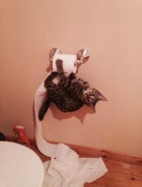 Позитив, юмор, смешные фотографии,прикол