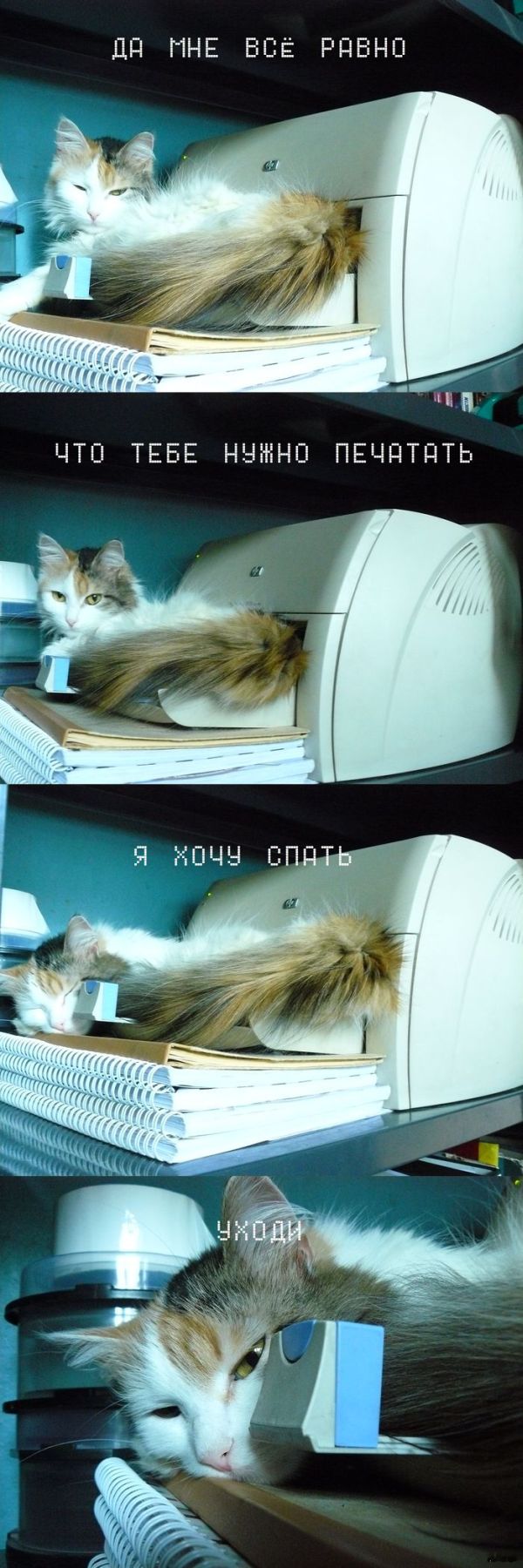 Позитив, юмор, смешные фотографии,прикол