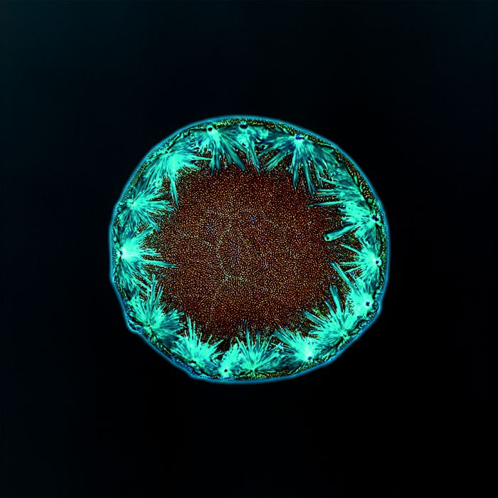 Наркотики, под микроскопом, Кетамин, кокаин, ЛСД, спиды, мэджик