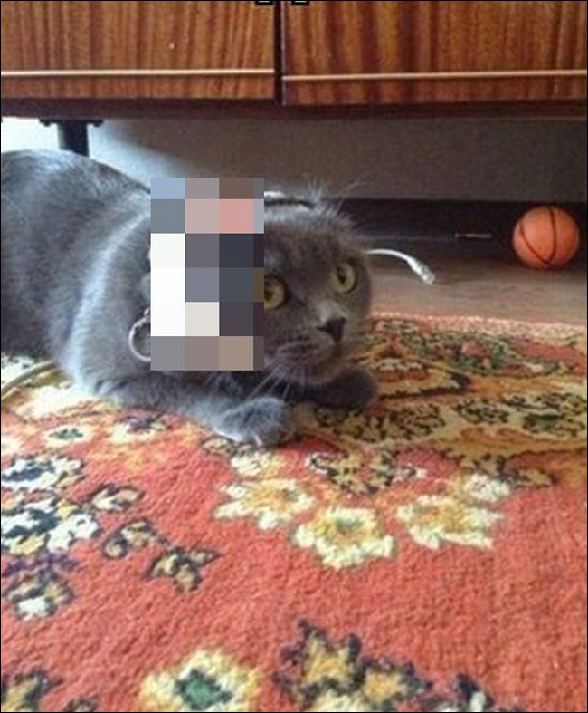 Как, потроллить, озадачить, кота, кошку,приркепить, на голову, фонарик, указку, лазер