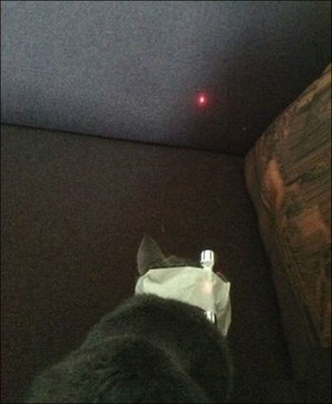 Как, потроллить, озадачить, кота, кошку,приркепить, на голову, фонарик, указку, лазер