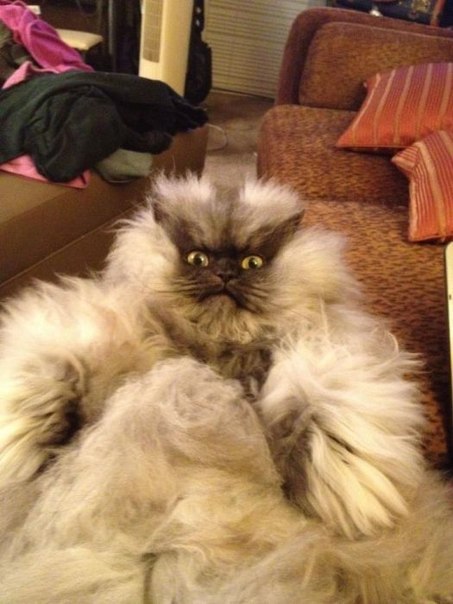 Адский полковник Мяу кот, полковник мяу