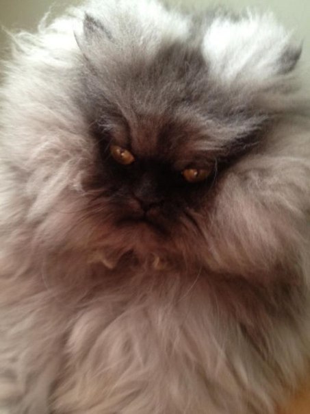 Адский полковник Мяу кот, полковник мяу