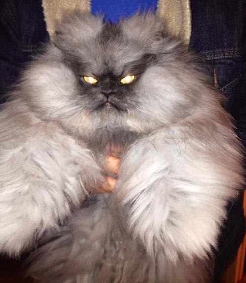 Адский полковник Мяу кот, полковник мяу