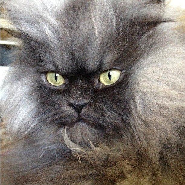 Адский полковник Мяу кот, полковник мяу